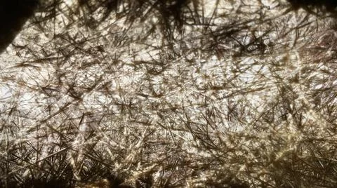 Dry brown abstract background Stock Photos