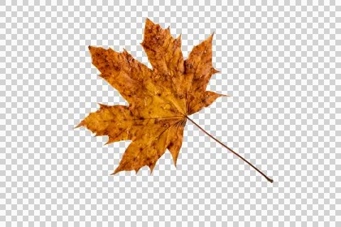 Dry brown autumn maple leaf with rain drops isolated transparent png Stock Photos