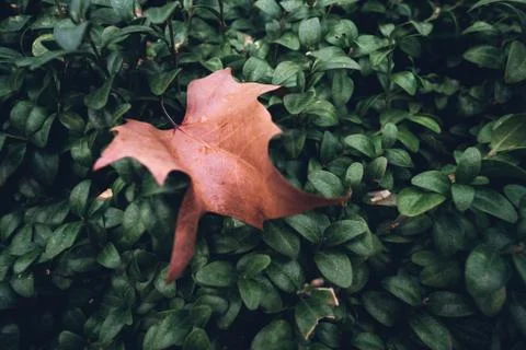 Dry, brown big leaf over green, young live bush leaves Stock Photos