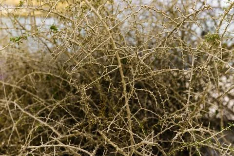 Dry brown branches with needles on a tree Stock Photos