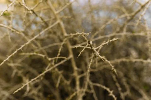 Dry brown branches with needles on a tree Stock Photos