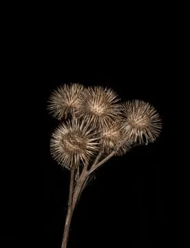 Dry brown burdock with web threads on black background Stock Photos