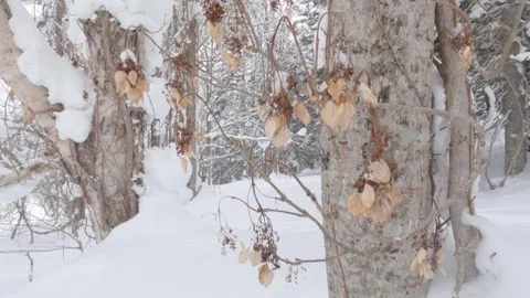 Dry brown flowers plants on tree trunk in winter snow moving in wind Stock Footage 292950981