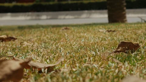 Dry Brown Grass with Fallen Leaves in Summer Heat Stock Footage 340086628