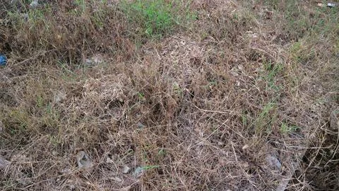 Dry brown grass field full frame texture background top view natural landscap Stock Photos