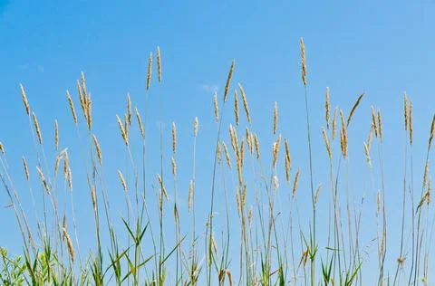 Dry brown grass Stock Photos
