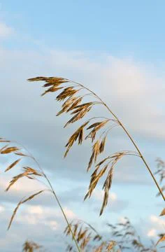 Dry brown grass Stock Photos