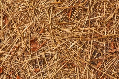 Dry brown grass texture close-up seamless natural background Stock Photos