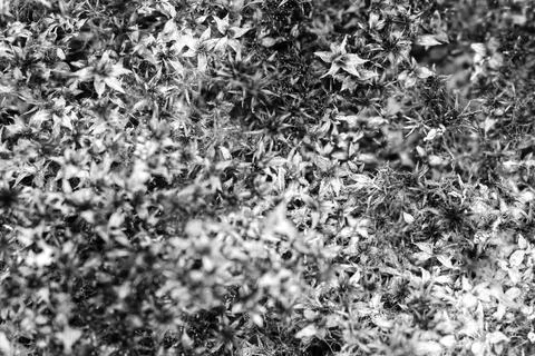 Dry brown-green moss, macro image. Black and white photo. Stock Photos