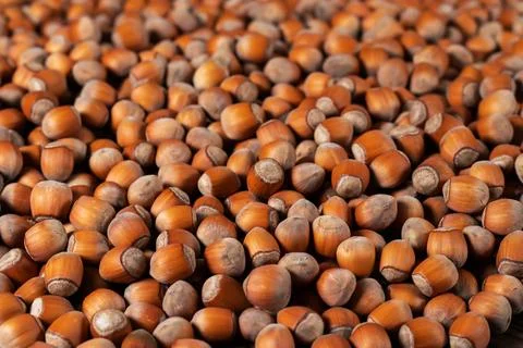 Dry brown hazel nuts background pattern. Texture. Фото