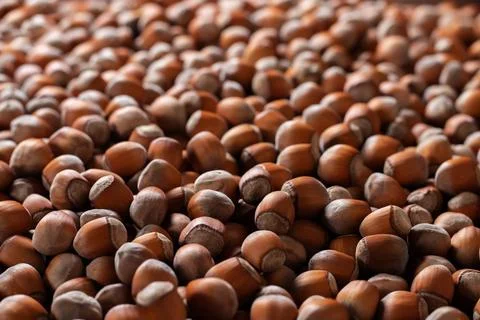 Dry brown hazel nuts background pattern. Texture. Stock Photos