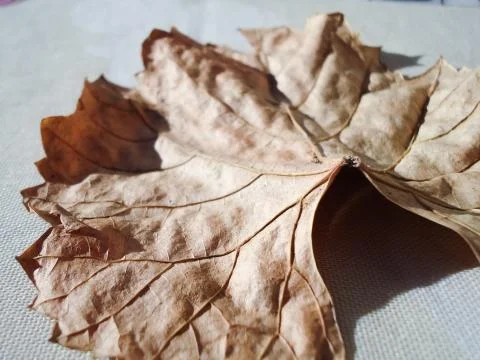 Dry brown leaf in autumn Stock Photos