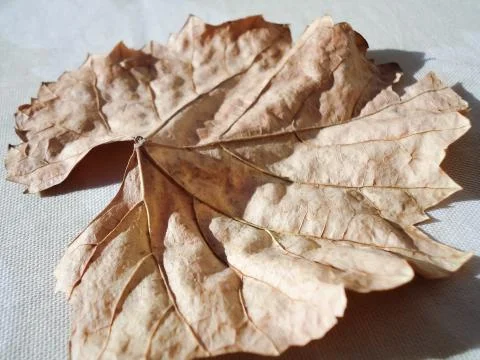Dry brown leaf in autumn Stock Photos