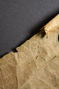 Dry brown leaf on black background. Close-up, macro of an autumn leaf. Stock Photos