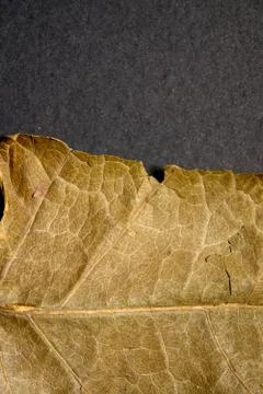 Dry brown leaf on black background. Close-up, macro of an autumn leaf. Stock Photos