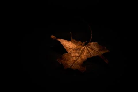 Dry Brown leaf on black background up front Stock Photos