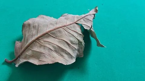Dry brown leaf on green background. Withered autumn foliage isolated on a Stock Photos