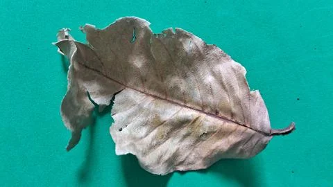 Dry brown leaf on green background. Withered autumn foliage isolated on vibrant Stock Photos