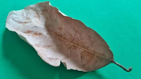 Dry brown leaf on green background. Fallen autumn foliage isolated on a vibrant Stock Photos