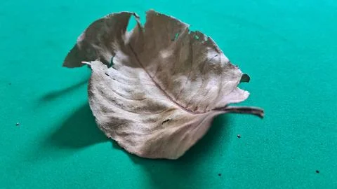 Dry brown leaf on green background. Withered foliage isolated on a vibrant Stock Photos