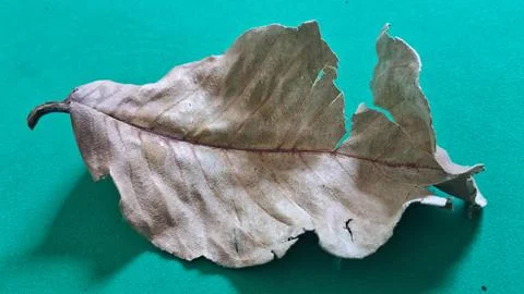 Dry brown leaf on green background. Withered autumn foliage isolated on vibrant Stock Photos