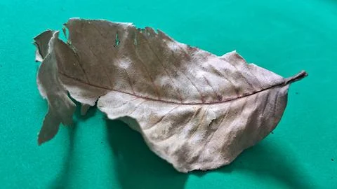 Dry brown leaf on green background. Withered foliage isolated on a vibrant Stock Photos