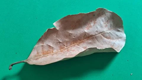 Dry brown leaf on green background. Withered foliage isolated on a vibrant Stock Photos