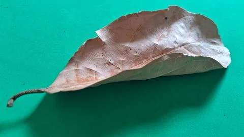 Dry brown leaf on green background. Withered foliage isolated on a vibrant Stock Photos
