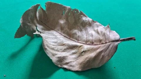 Dry brown leaf on green background. Withered autumn foliage isolated on a Stock Photos