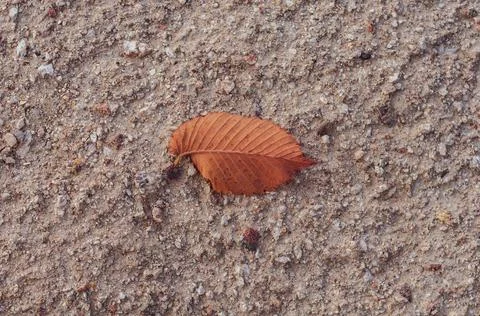 Dry brown leaf on ground surface, autumn season, rough textured surface sand  Stock Photos
