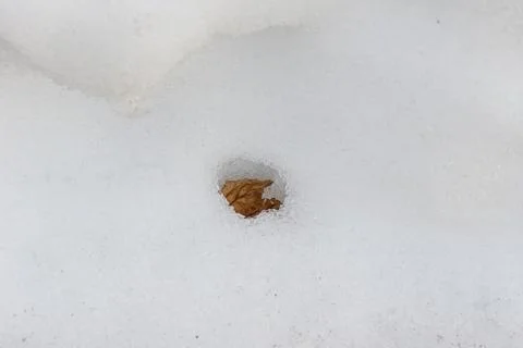 Dry brown leaf inside a snowdrift warmed up in the rays of the spring sun and Stock Photos
