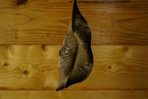 Dry brown Leaf isolated on rustic wooden background. Climate change concept Stock Photos