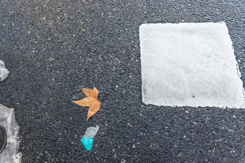Dry brown leaf lying on dark wet asphalt next to a white painted square road Stock Photos
