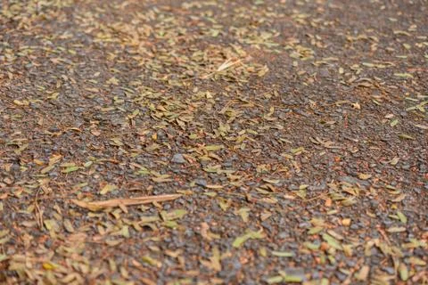 Dry brown leaf Stock Photos