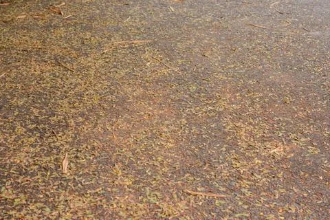 Dry brown leaf Stock Photos