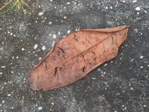 A dry brown leaf Stock Photos