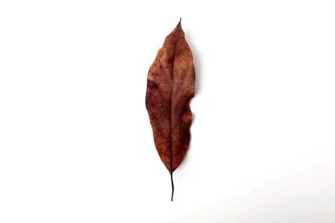 Dry brown leaf with a pointed shape on plain white background Stock Photos