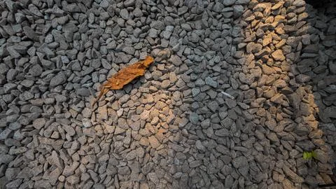 Dry brown leaf resting on sunlit gravel Stock Photos