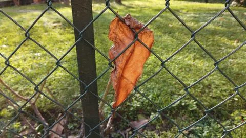 A dry brown leaf stuck on the net Stock Photos
