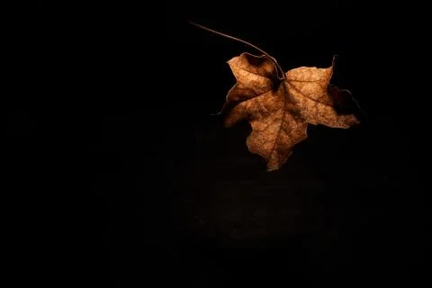 Dry Brown leaf upfront on black background Foto stock