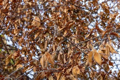 Dry brown leaves cling to tree branches during hot summer drought in garden. Stock-Fotos
