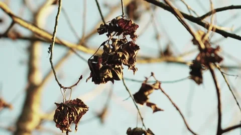 Dry Brown Leaves Hanging From Tree Branches During A Calm Autumn Afternoon Stock Footage 342231205