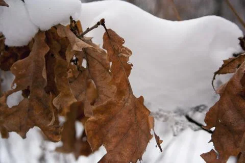 Dry brown leaves Stock Photos