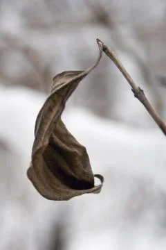 Dry brown leaves on a tree branch in snow Stock Photos