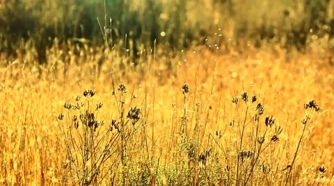 Dry brown native grass blowing in a gentle breeze. Stock Footage 52720579