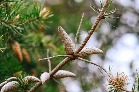 Dry brown pine cone group on bare coniferous branch on blurred green needle.. Stock Photos