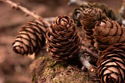 Dry brown pine cones bunched up together in a forest on the ground close up s Fotos de archivo
