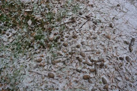 Dry, brown pine needles on a forest clearing with green grass, white snow Stock Photos