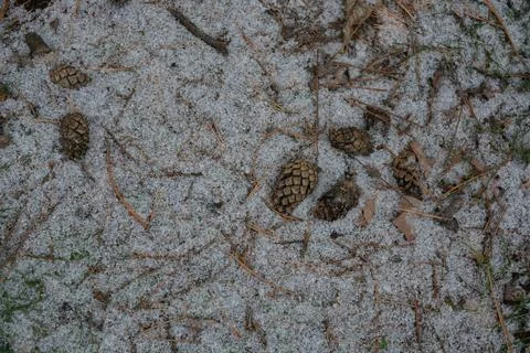 Dry, brown pine needles on a forest clearing with green grass, white snow Stock Photos