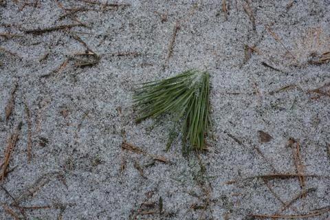 Dry, brown pine needles on a forest clearing with green grass, white snow Foto stock